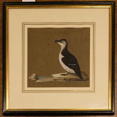 Lot 111 - Ornithology. Gull, by Carl Friedrich, 1814