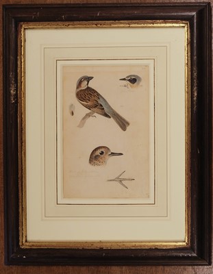 Lot 111 - Ornithology. Gull, by Carl Friedrich, 1814