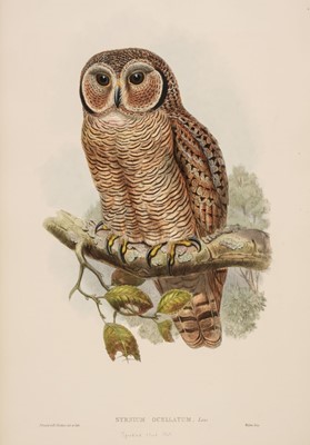 Lot 93 - Gould (John, 1804-1881). Syrnium Ocellatum