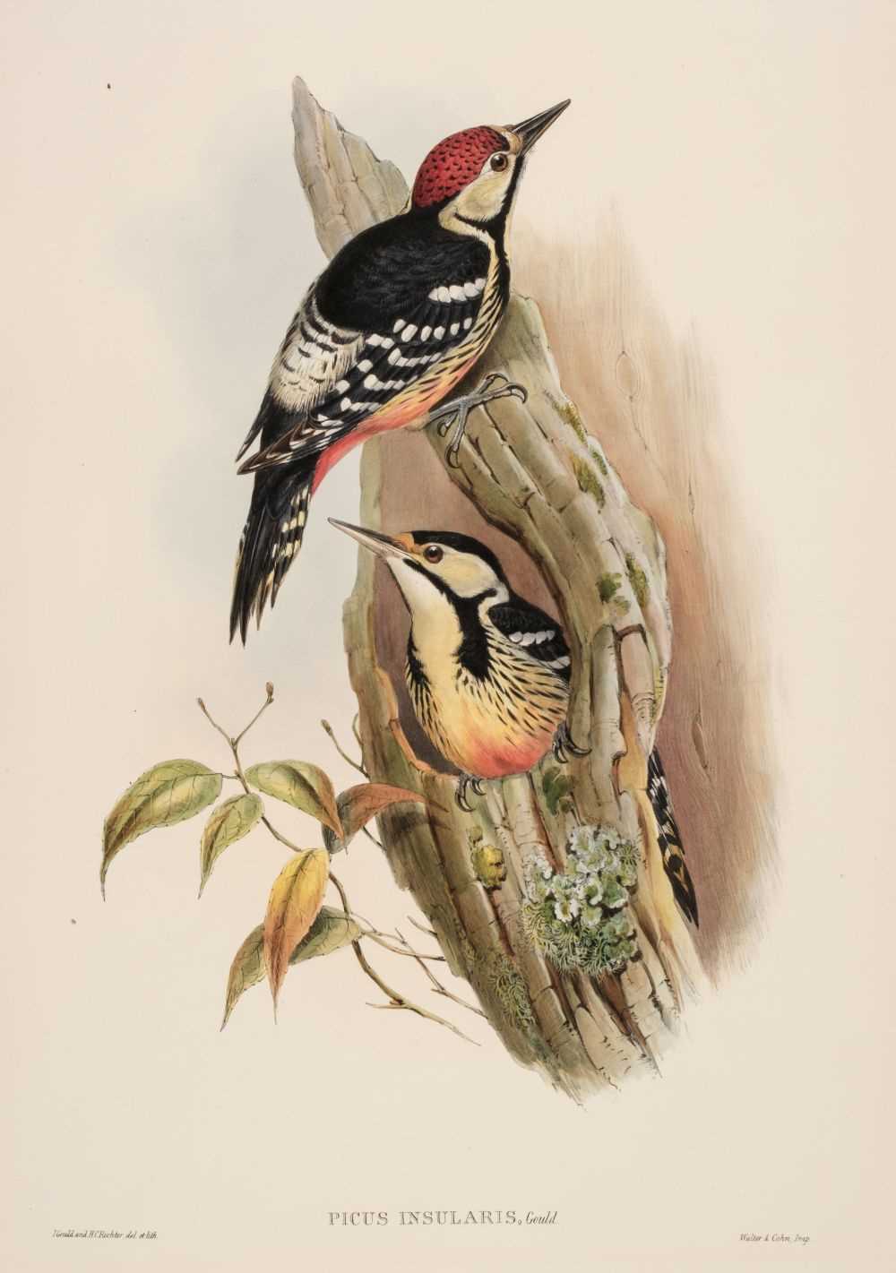 Lot 91 - Gould (John, 1804-1881). Picus Insularis (Formosan Spotted Woodpecker)
