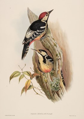 Lot 91 - Gould (John, 1804-1881). Picus Insularis (Formosan Spotted Woodpecker)