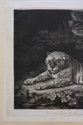 Lot 393 - Laurie, (Robert, circa 1755-1836). A Tigress, after George Stubbs, 1800