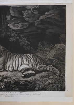Lot 393 - Laurie, (Robert, circa 1755-1836). A Tigress, after George Stubbs, 1800