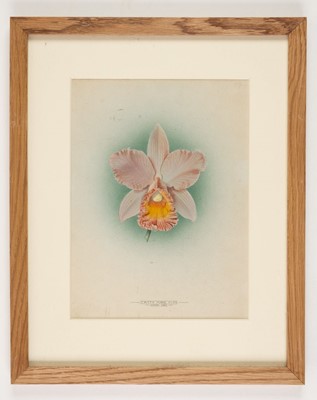 Lot 110 - Orchid Watercolours. Bolas (Frederick William, 1871-1951).