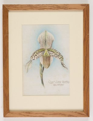 Lot 110 - Orchid Watercolours. Bolas (Frederick William, 1871-1951).