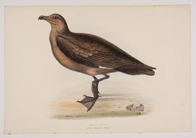 Lot 95 - Gould, (John, 1804-1881). 4 hand-coloured lithographs, Natural History