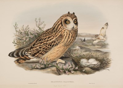 Lot 90 - Gould (John, 1804-1881). 4 hand-coloured lithographs from Birds of Great Britain & Century of Birds