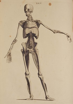 Lot 384 - Albinus (Bernhard Siegfried). Tables of the Skeleton and Muscles, 1777-78