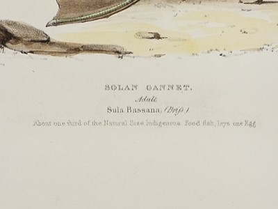 Lot 149 - Meyer (H. L.). Illustrations of British Birds, 1835-44
