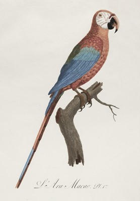 Lot 78 - Barraband (Jacques, 1767-1809). Seven hand-coloured engraved illustrations of parrots