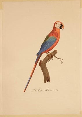 Lot 78 - Barraband (Jacques, 1767-1809). Seven hand-coloured engraved illustrations of parrots