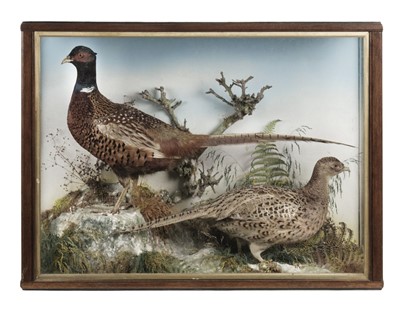 Lot 231 - Taxidermy. A cased display of pheasants