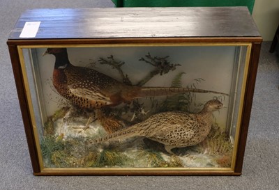 Lot 231 - Taxidermy. A cased display of pheasants