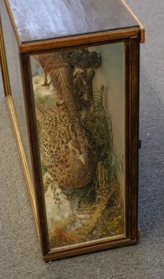 Lot 231 - Taxidermy. A cased display of pheasants