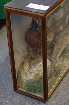 Lot 231 - Taxidermy. A cased display of pheasants