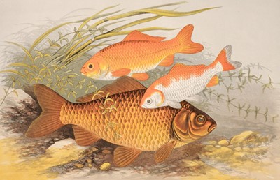 Lot 153 - Houghton (Rev. William). British Fresh-Water Fishes, 1879