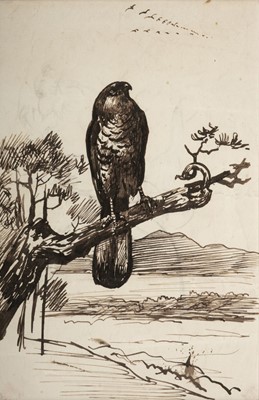 Lot 491 - Thorburn (Archibald, 1860-1935, attributed to). Study of a sparrowhawk