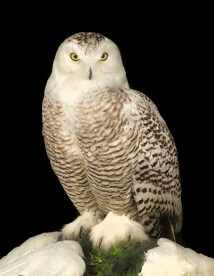 Lot 210 - Taxidermy. Snowy owl by Rowland Ward Ltd, early 20th century