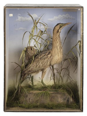 Lot 218 - Taxidermy. Bittern, 1873, shot at Rownhams, Southampton