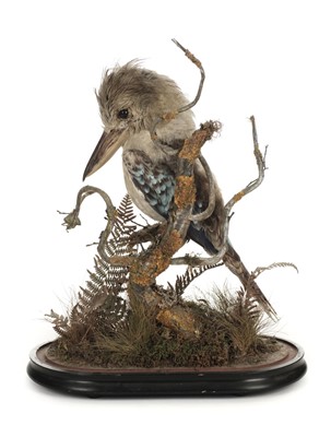 Lot 220 - Taxidermy. Blue-winged kookaburra (female), late 19th/early 20th century