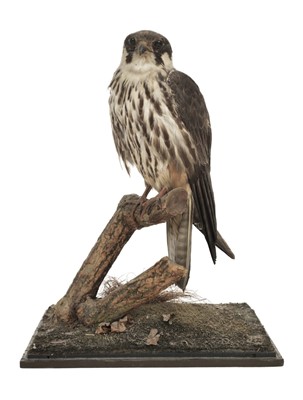 Lot 223 - Taxidermy. Hobby (female) attributed to Rowland Ward Ltd, 1911