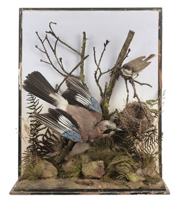 Lot 225 - Taxidermy. Little bittern, green woodpecker, goldfinch, jay and songbird, 19th/20th century