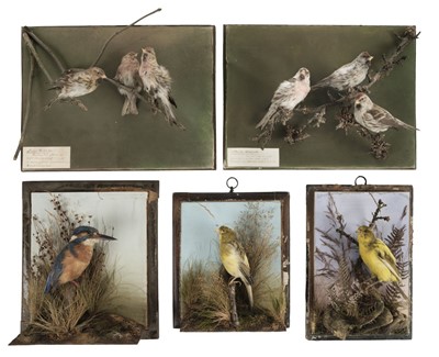 Lot 221 - Taxidermy. Common kingfisher, yellowhammers, redpolls, late 19th/early 20th century