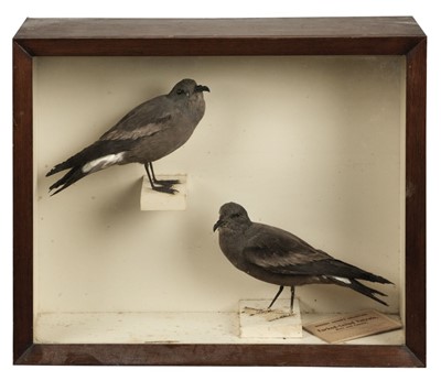 Lot 228 - Taxidermy. Wilson's storm petrel, 1914, and two pairs of fork-tailed storm petrels, 1889 and 1910