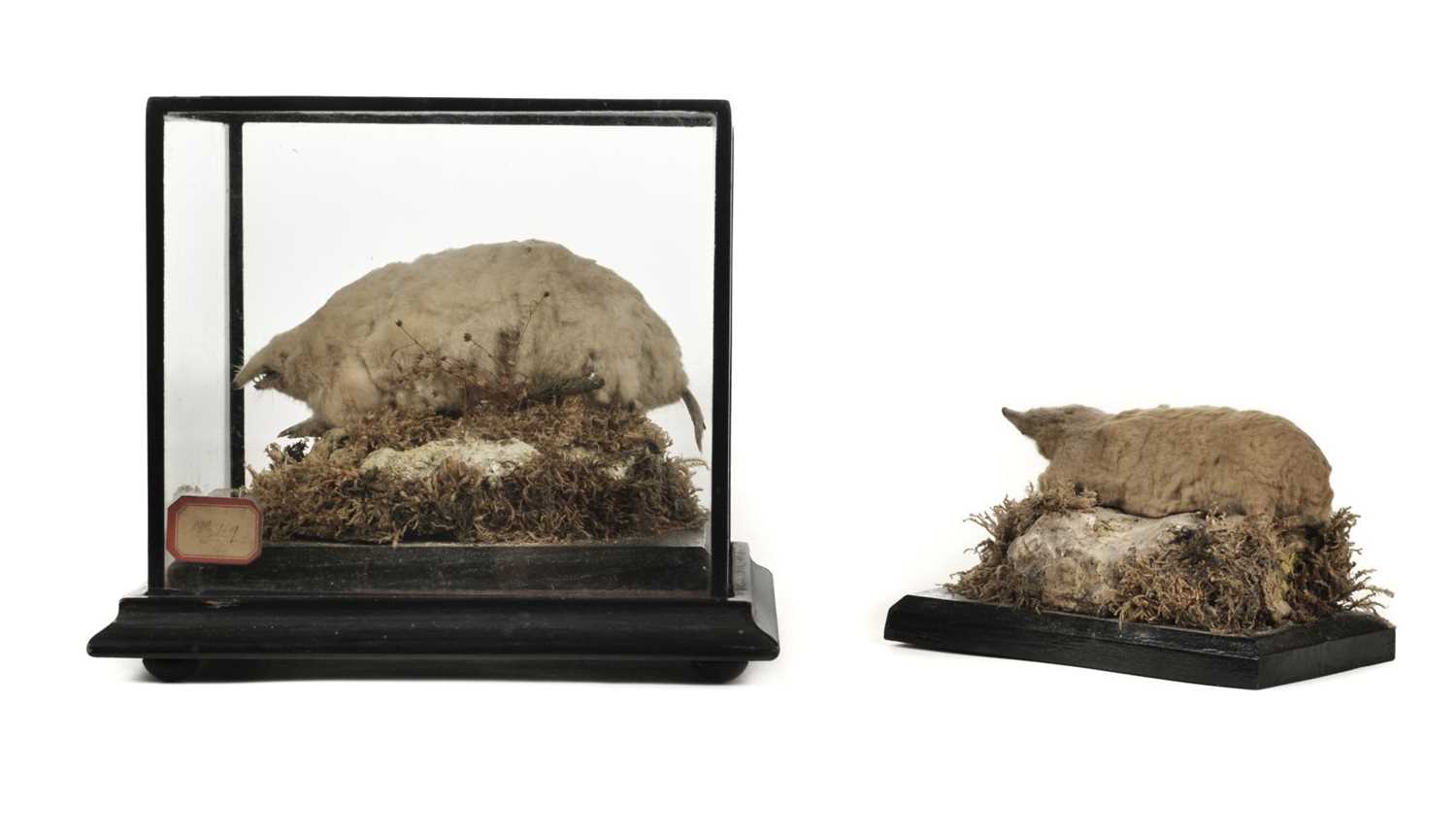 Lot 227 - Taxidermy. Two albino European moles, early 20th century