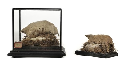 Lot 227 - Taxidermy. Two albino European moles, early 20th century