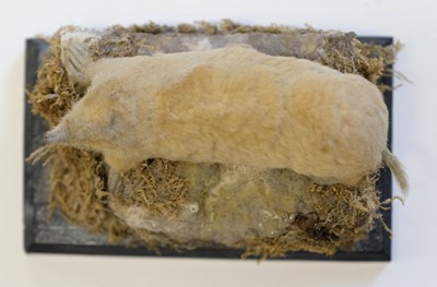 Lot 227 - Taxidermy. Two albino European moles, early 20th century