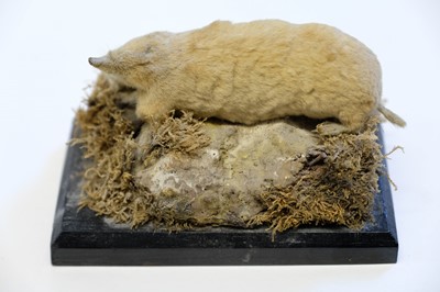 Lot 227 - Taxidermy. Two albino European moles, early 20th century