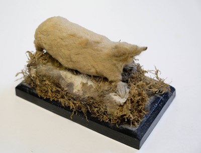 Lot 227 - Taxidermy. Two albino European moles, early 20th century