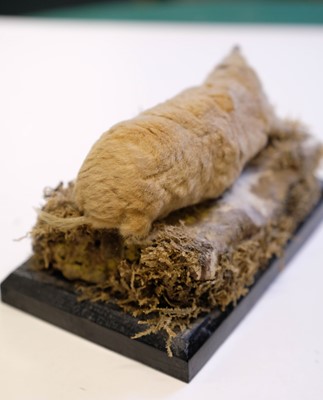 Lot 227 - Taxidermy. Two albino European moles, early 20th century