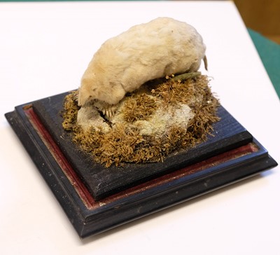 Lot 227 - Taxidermy. Two albino European moles, early 20th century