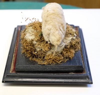 Lot 227 - Taxidermy. Two albino European moles, early 20th century