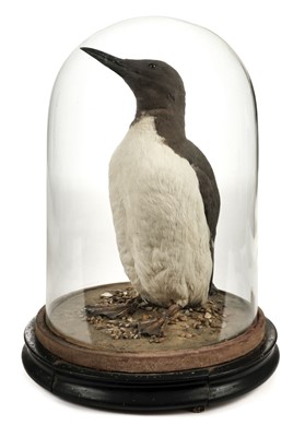 Lot 219 - Taxidermy. Black guillemot by E. T. Clarke, 1913, guillemot, and little auk