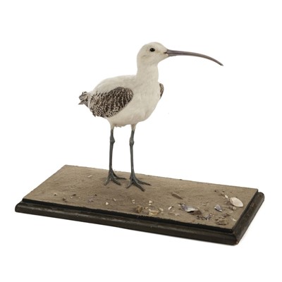 Lot 224 - Taxidermy. Leucistic curlew by Rowland Ward Ltd, 1919-27