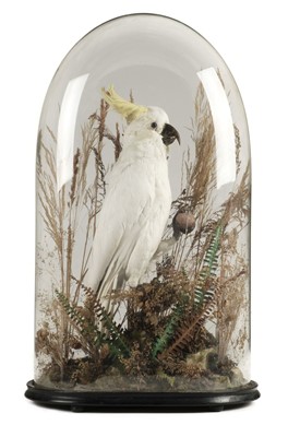 Lot 232 - Taxidermy. A Victorian taxidermic cockatoo