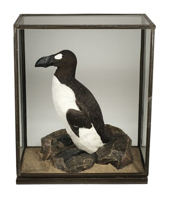 Lot 222 - Taxidermy. Great auk replica by Rowland Ward Ltd for Vivian Hewitt, 1922