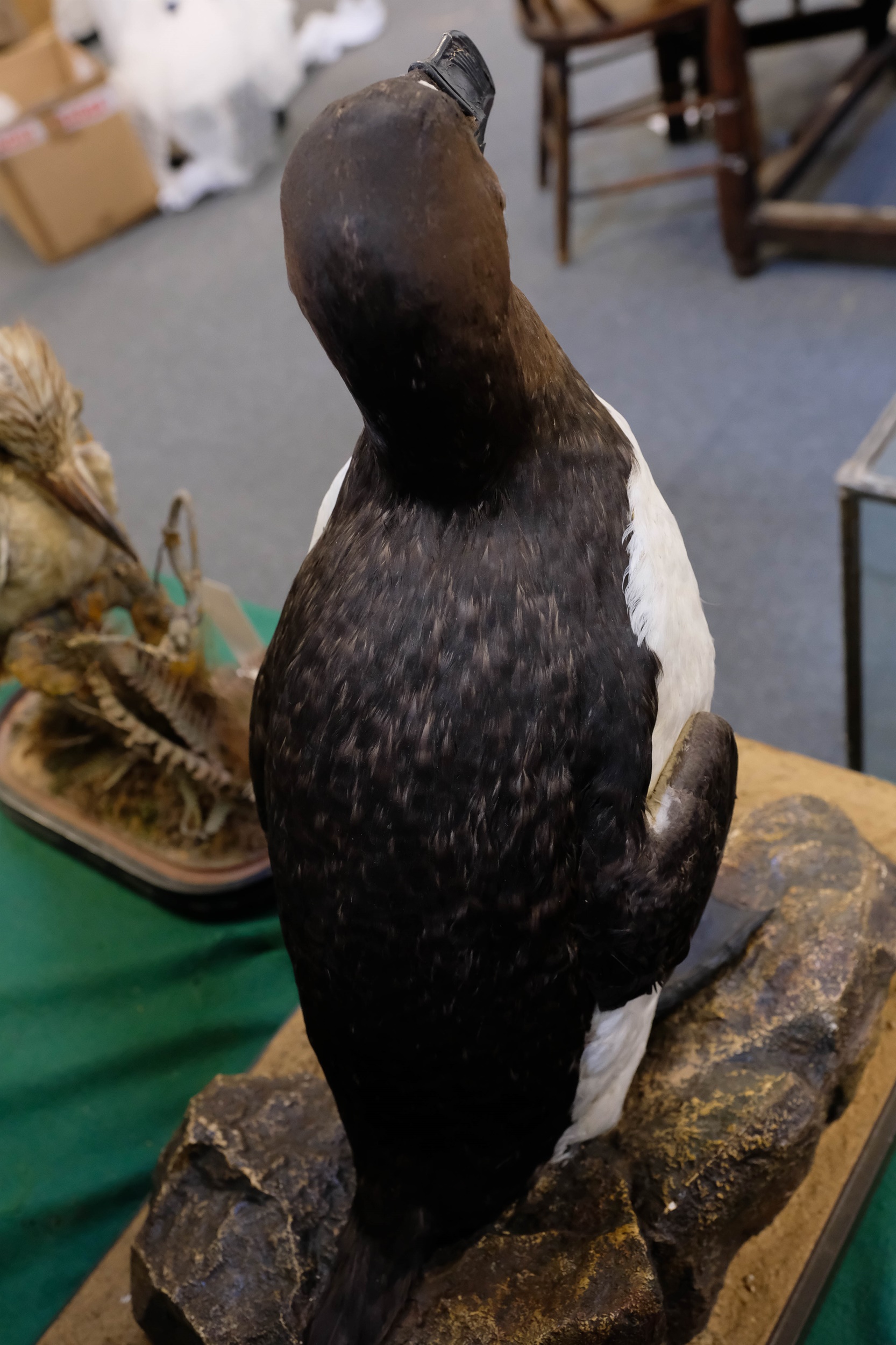 Lot 222 - Taxidermy. Great auk replica by Rowland Ward