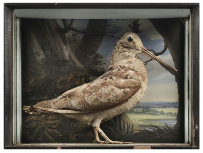 Lot 229 - Taxidermy. Woodcock by W. Kidd of Godalming, 1829, & sandpiper, 19th century