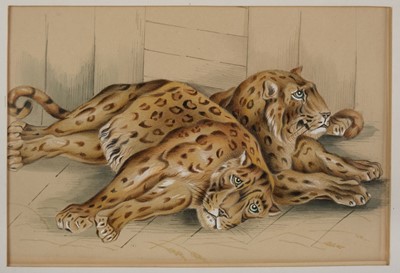 Lot 461 - English School. Four watercolour drawings of big cats, circa 1828