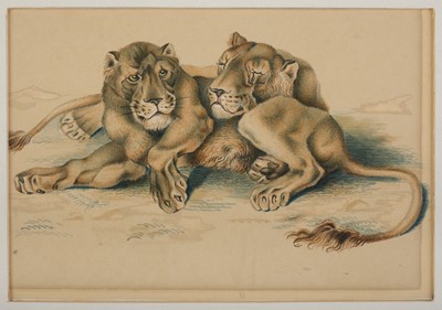 Lot 461 - English School. Four watercolour drawings of big cats, circa 1828