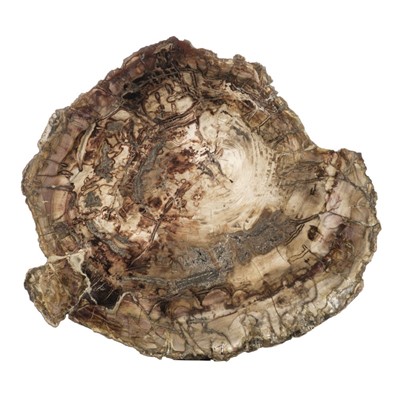 Lot 204 - Fossil Wood.