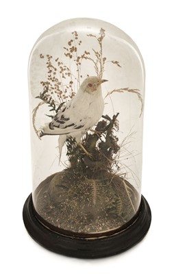 Lot 230 - Taxidermy. Woodcock, meadow pipit and leucistic starling, late 19th/early 20th century