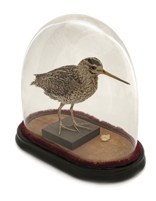 Lot 230 - Taxidermy. Woodcock, meadow pipit and leucistic starling, late 19th/early 20th century