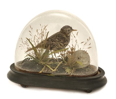 Lot 230 - Taxidermy. Woodcock, meadow pipit and leucistic starling, late 19th/early 20th century