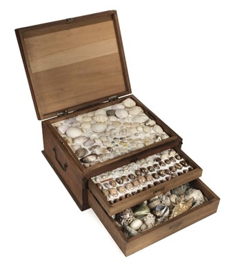 Lot 213 - Seashells. A pine case containing 2 trays and a drawer of seashells