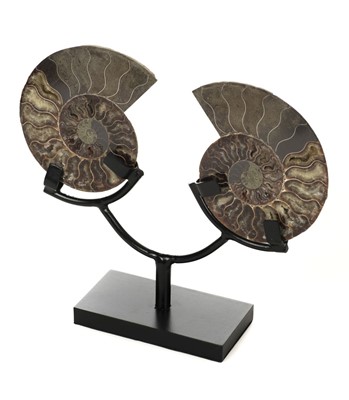 Lot 201 - Cleoniceras. Ammonite.